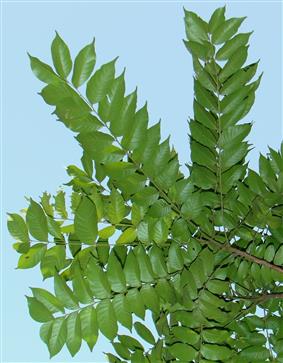 Chukrassia tabularis